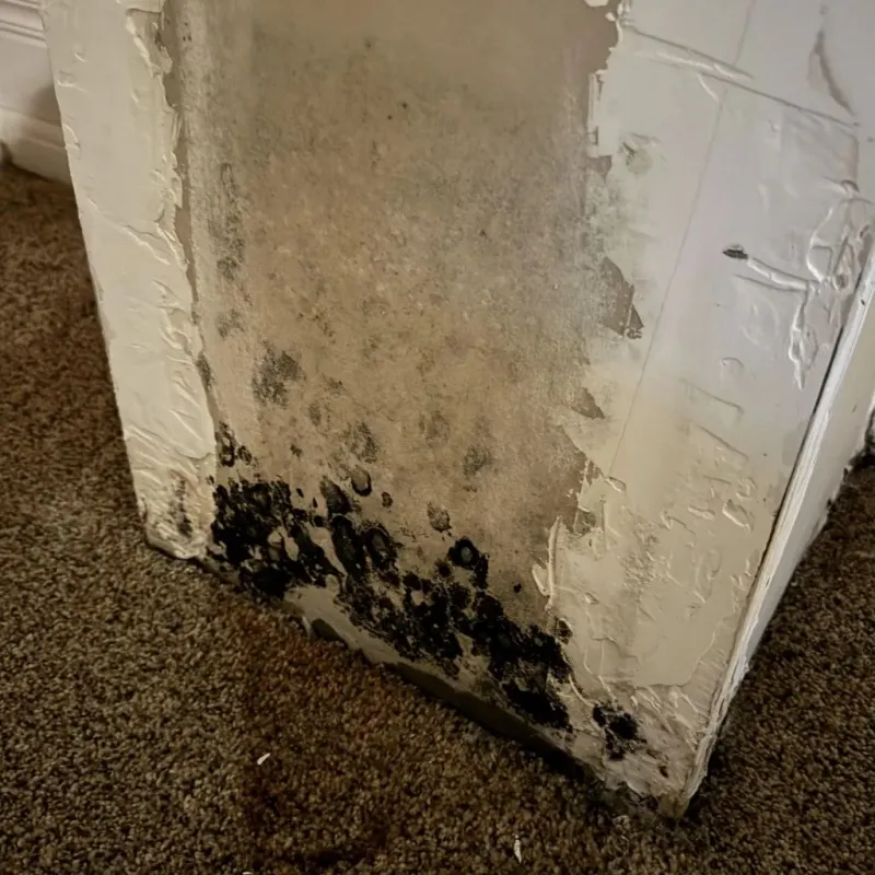Professional Mold Removal in Cary, IL